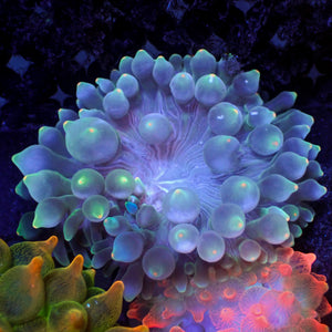 WYSIWYG Lantern Tip Blue Bubble Tip Anemone (1-3")