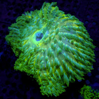 WYSIWYG Lucky Charm Hemprichii Anemone (3-5”, Rare)
