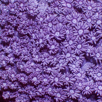 Purple Goniopora (0.5-1” Frag)
