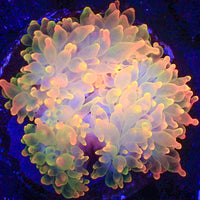 WYSIWYG Large Ultra Pacific Sunburst Bubble Tip Anemone (4-5")