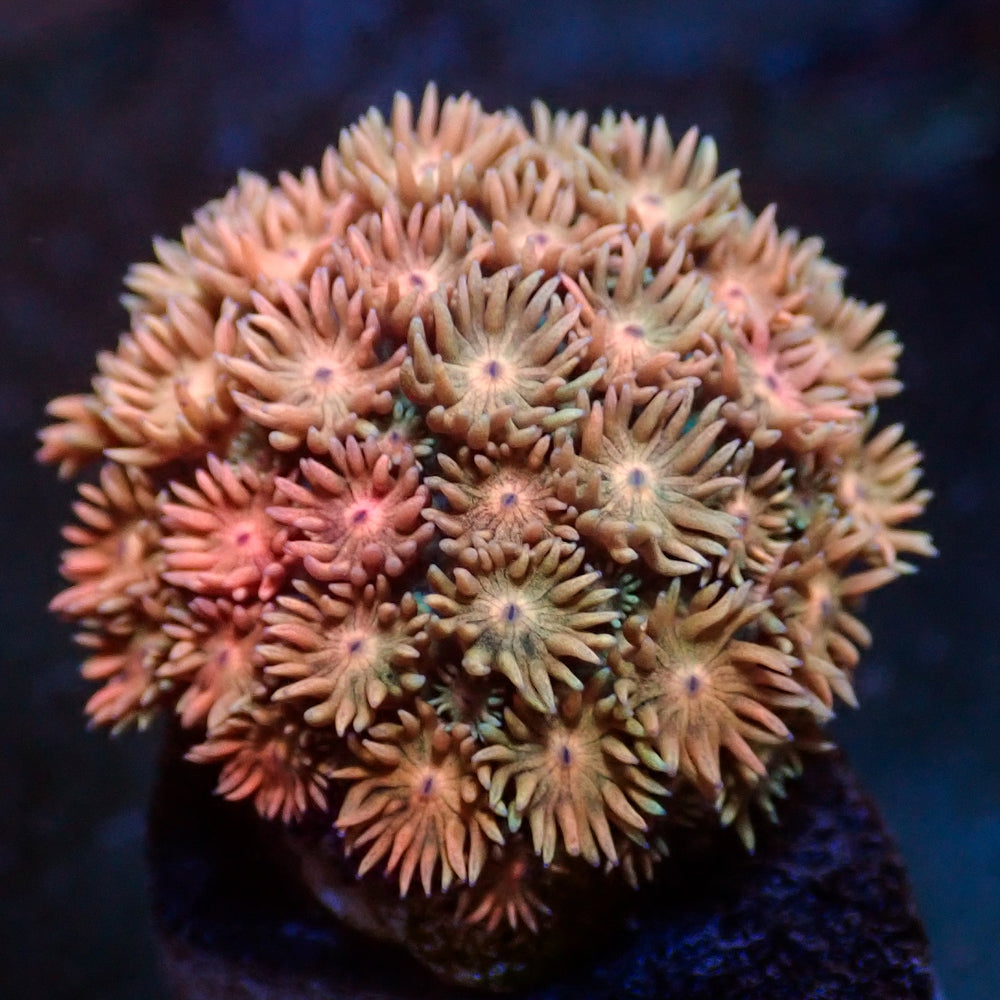WYSIWYG Bright Passion Peach Goniopora (1-2