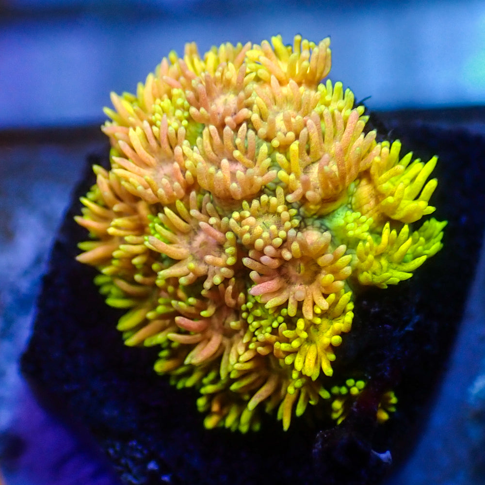 WYSIWYG Rainbow Hippie Dream Goniopora (0.5-1