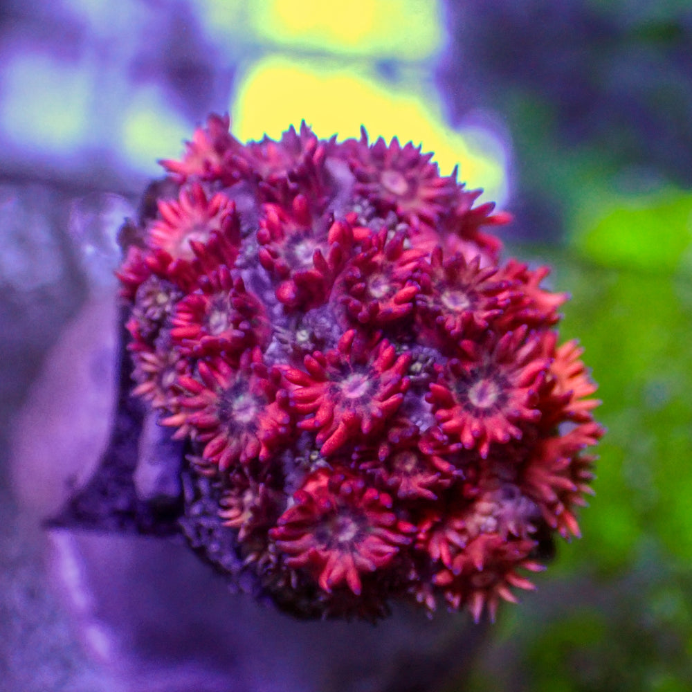 WYSIYWG Pink Passion Goniopora (0.5-1