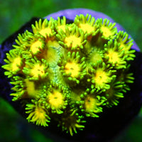 WYSIWYG Multicolor Banana Craze Goniopora Colony (0.5-1")