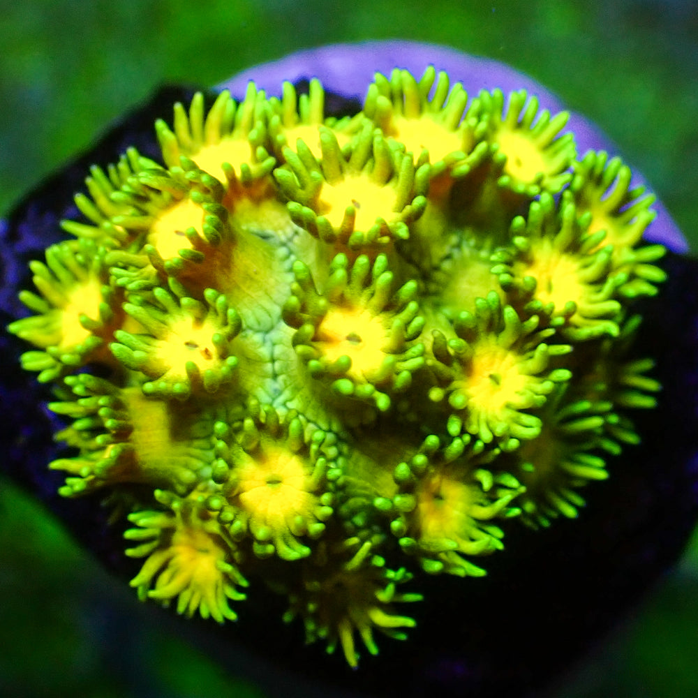 WYSIWYG Multicolor Banana Craze Goniopora Colony (0.5-1