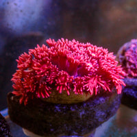 WYSIYWG Pink Passion Goniopora (0.5-1")