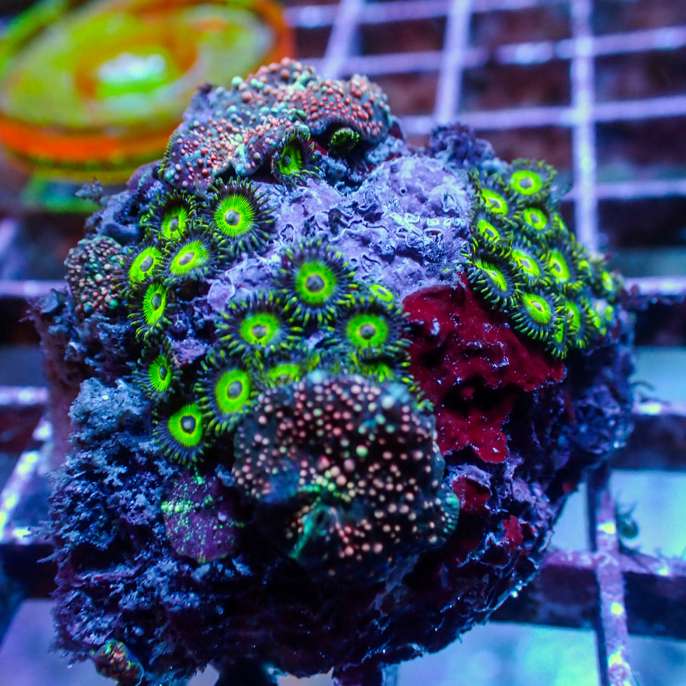 WYSIWYG Patriot Iridescent Discosoma Mushroom Colony w/ Zoas