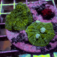 WYSIWYG Green Bounce Rhodactis Mushroom Colony (2 Polyps)
