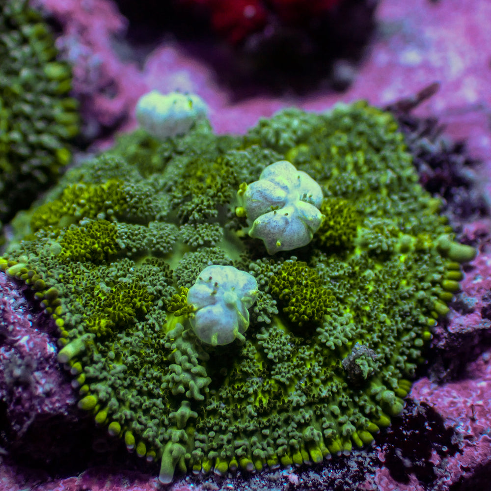 WYSIWYG Green Bounce Rhodactis Mushroom Colony (2 Polyps)