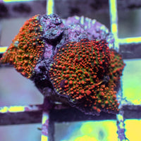 WYSIWYG Ultra Crimson Vector Discosoma Mushroom Colony (2 Polyps)