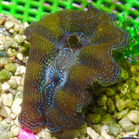 WYSIWYG Gold Rim Blue Multicolor Crocea Clam (2-2.5")