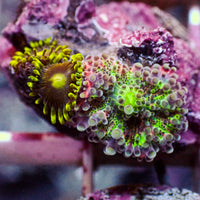 WYSIWYG Red Charm Yuma Mushroom w/ Zoas