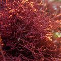 Burning Bush Macroalgae - Corals Anonymous