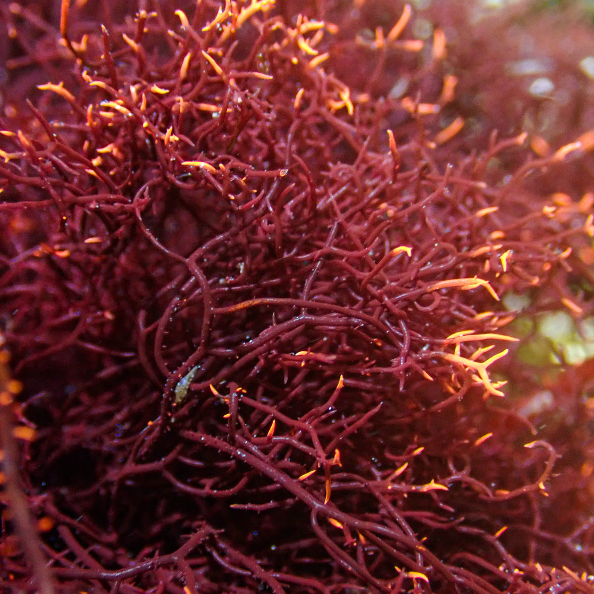 Burning Bush Macroalgae - Corals Anonymous