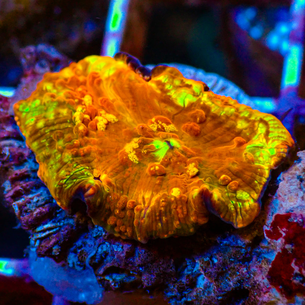 WYSIWYG Solar Skittle Rainbow Jawbreaker Mushroom