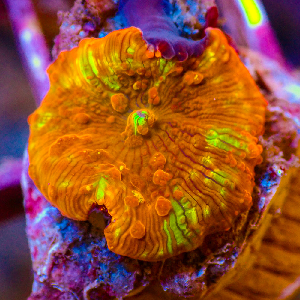 WYSIWYG Solar Skittle Jawbreaker Mushroom