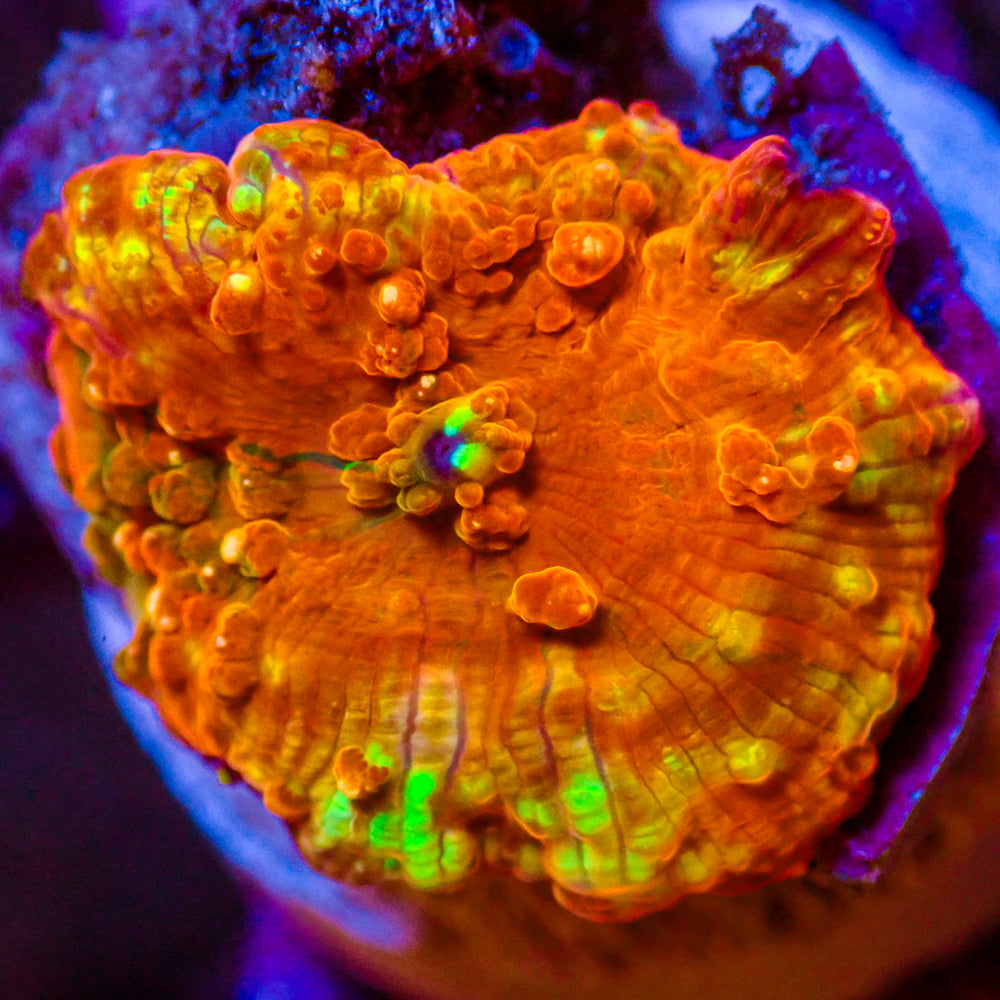 WYSIWYG Solar Skittle Rainbow Jawbreaker Mushroom