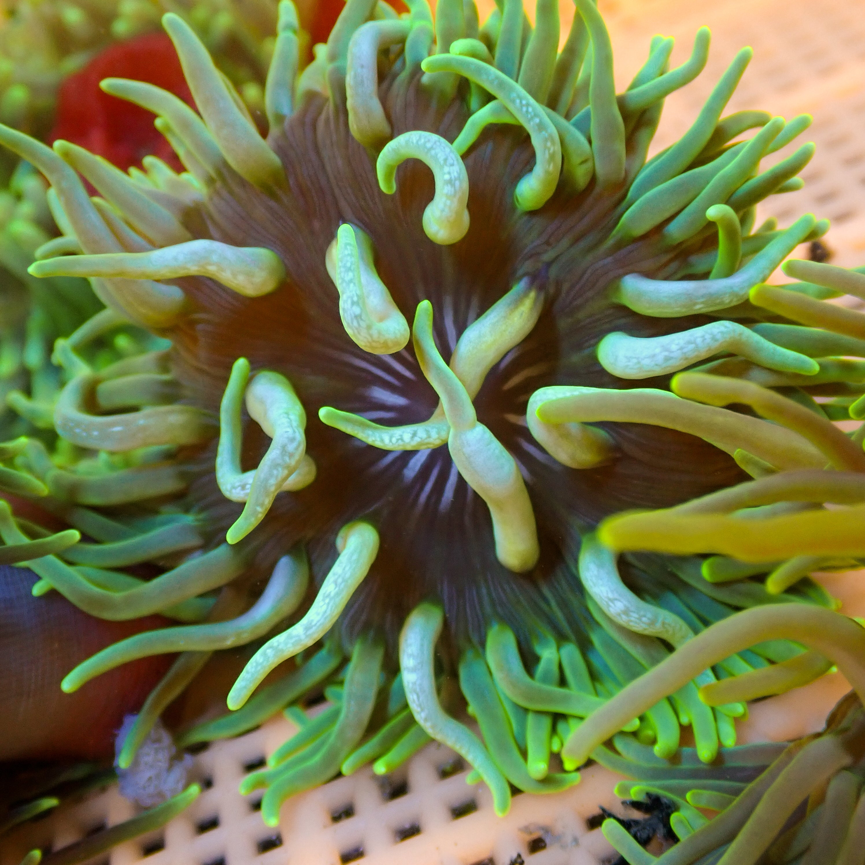 Electric Shock Long Tentacle Anemone | Corals Anonymous