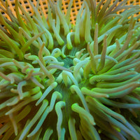 Green Long Tentacle Anemone - Corals Anonymous
