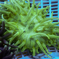 Green Long Tentacle Anemone - Corals Anonymous
