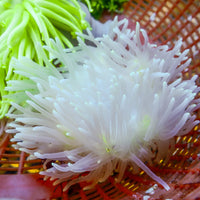 White Lotus Long Tentacle Anemone
