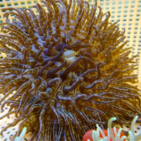 Chocolate Peppermint Long Tentacle Anemone
