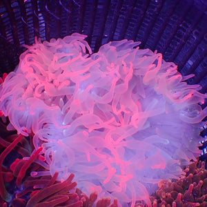 WYSIWYG Ultra Pink Snow Bubble Tip Anemone (4-5”)