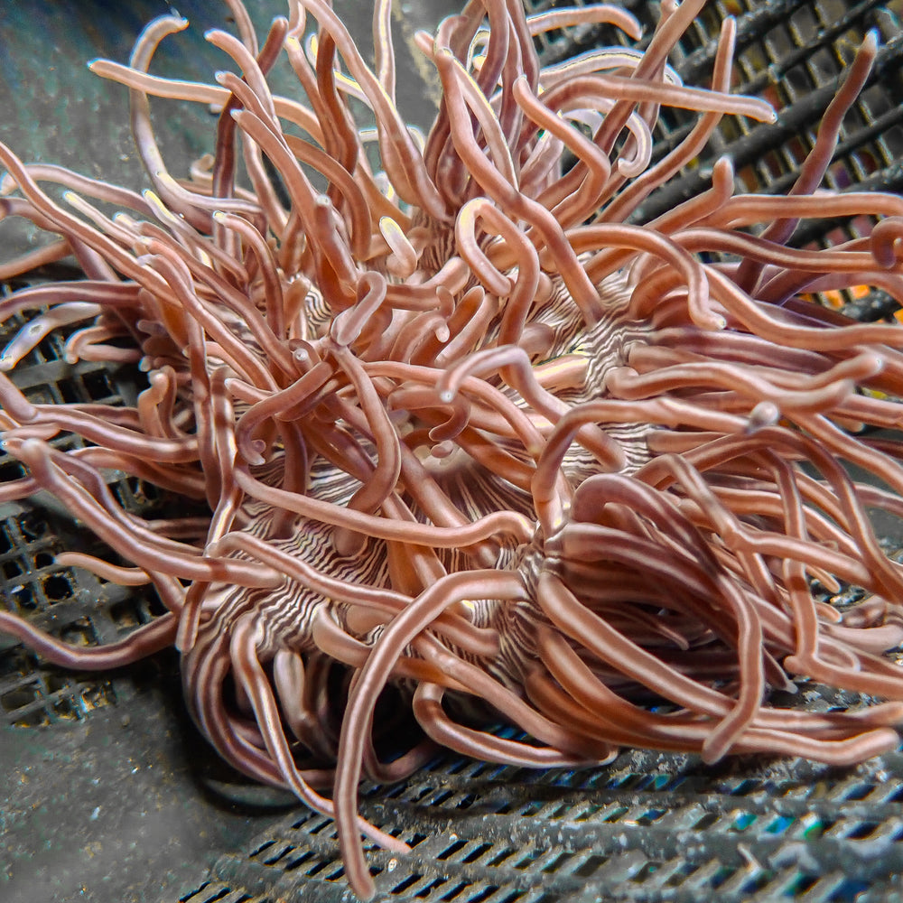 Chocolate Peppermint Long Tentacle Anemone