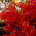 Atomic Broccoli Macroalgae - Corals Anonymous