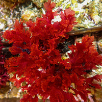 Atomic Broccoli Macroalgae
