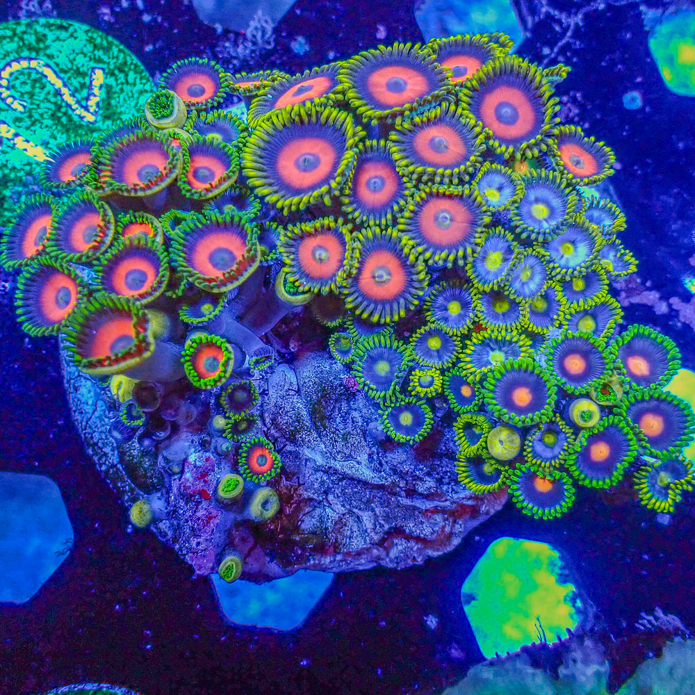 WYSIWYG Ultra Rainbow Multicolor Zoa Colony (60+ polyps) (W72)