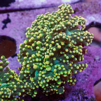 Yellow Tip Green Branching Octospawn
