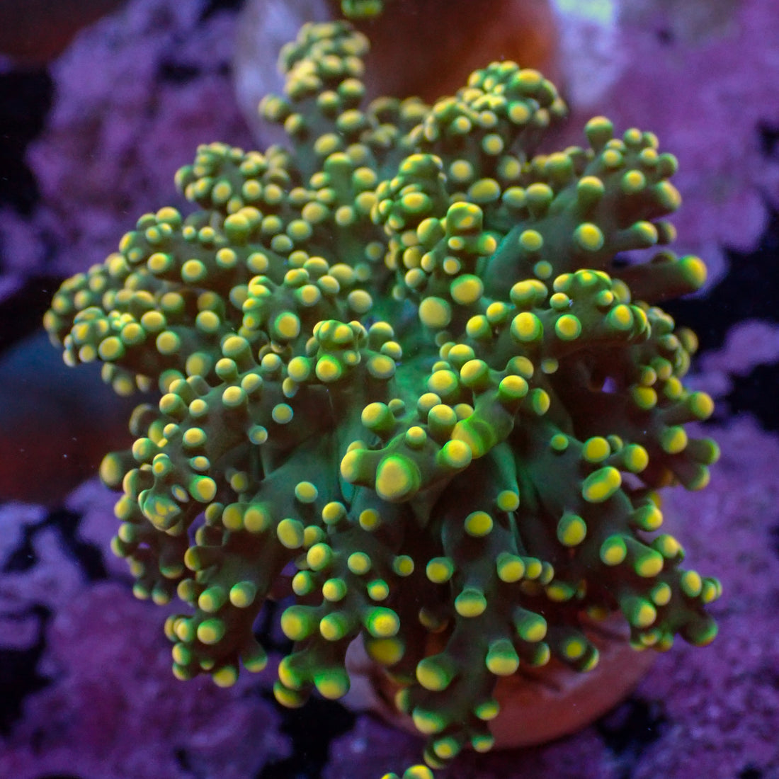 Yellow Tip Green Branching Octospawn - Corals Anonymous