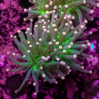 Pink Tip Green Torch
