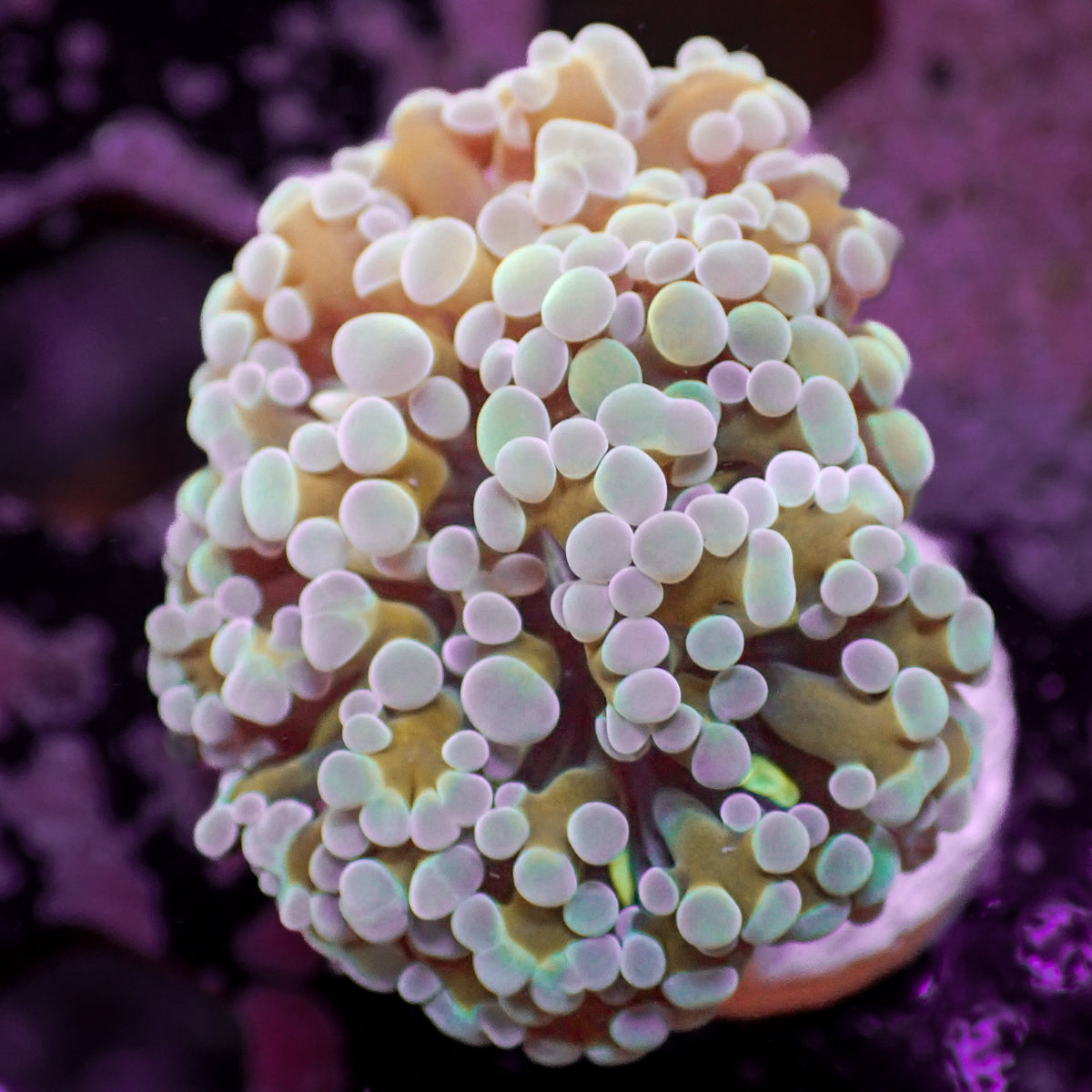 Purple Tip Gold Stem Frammer - Corals Anonymous