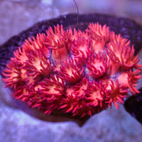 WYSIWYG Blue Tip Pink Passion Goniopora (0.5-1" Frag)

