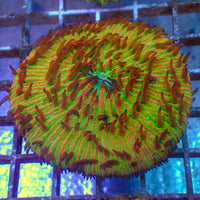 WYSIWYG Fantasia Rainbow Fungia Plate Coral (3-4")
