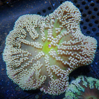 WYSIWYG Snow Green Gigantea Carpet Anemone (2-3”)