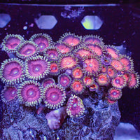 WYSIWYG Pink Wink Multicolor Ultra Zoa Colony (35+ polyps) (W74)