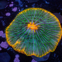 WYSIWYG Fantasia Rainbow Fungia Plate Coral
