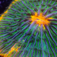 WYSIWYG Fantasia Rainbow Fungia Plate Coral
