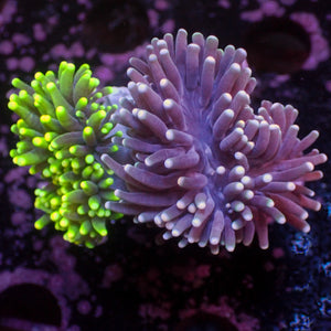 WYSIWYG Aussie Green Tip Purple Torch Colony (2 Polyps)