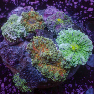 WYSIWYG Rainbow Yuma Mushroom Combo Colony (6 Polyps)