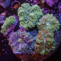 WYSIWYG Rainbow Yuma Mushroom Combo Colony (5 Polyps)