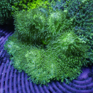 Green Hemprichii Carpet Anemone