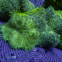 Green Hemprichii Carpet Anemone
