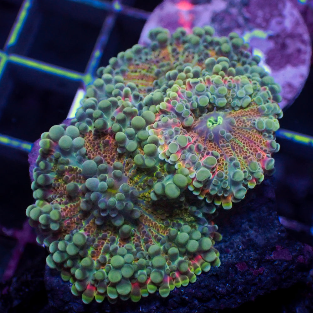 WYSIWYG Red Charm Yuma Mushroom Colony (3 Polyps)