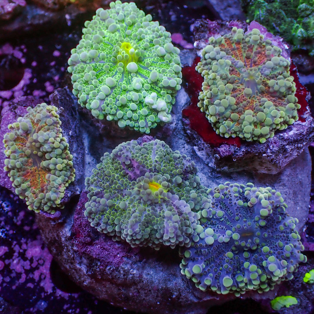 WYSIWYG Rainbow Yuma Mushroom Combo Colony (5 Polyps)