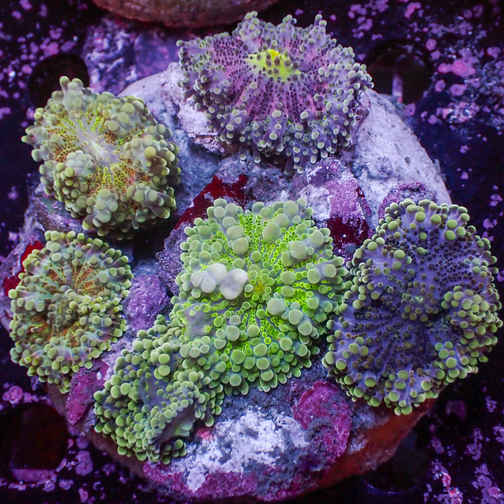 WYSIWYG Rainbow Bounce Yuma Mushroom Combo Colony (6 Polyps)