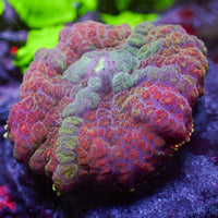 WYSIWYG Large Bloodbath Rainbow Rhodactis Mushroom (1-1.5")